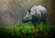 Kaziranga Shillong Tour ( 6 Days/ 5 Nights )