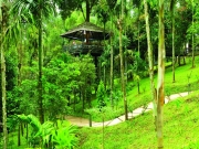 Wayanad ( 3 Days/ 2 Nights )