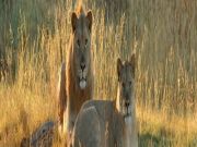 Magical 7 Days 6 Nights Nairobi Trip Package ( 7 Days/ 6 Nights )