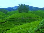 Dream Kerala  Honeymoon Pacakges ( 8 Days/ 7 Nights )