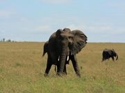 Pleasurable 8 Days 7 Nights Masai Mara, Nairobi with Kenya Holiday Package ( 8 Days/ 7 Nights )