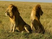 Wildlife Of Gujrat Tour 5Days/4Nights ( 5 Days/ 4 Nights )