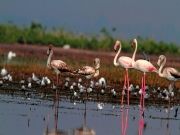 Bharatpur Package ( 3 Days/ 2 Nights )