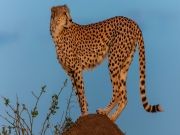 Experience 3 Days 2 Nights Masai Mara and Nairobi Trip Package ( 3 Days/ 2 Nights )