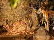 Central India Tiger Tour ( 9 Days/ 8 Nights )