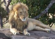 Safari in Kenya ( 8 Days/ 7 Nights )