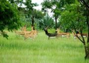 Wildlife of Gujarat Tour ( 5 Days / 4 Nights )