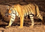 Central India Classic Tiger Tour ( 15 Days/ 14 Nights )