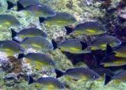 Discover Scuba at Netrani Island ( 4 Days/ 3 Nights )