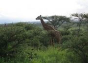 Masai Mara Tour Package for 9 Days 8 Nights from Nairobi ( 9 Days / 8 Nights )