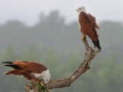 LAND OF ROYAL BENGAL TIGER TOUR PACKAGE 2 NIGHTS AND 3 DAYS ( 3 Days/ 2 Nights )