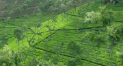 YERCAUD WEEKEND TOUR PACKAGE 2 NIGHTS AND 3 DAYS ( 3 Days/ 2 Nights )