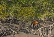 BEST NATIONAL PARKS AND WILDLIFE SANCTUARIES SUNDARBANS NATI ( 2 Days/ 1 Night )