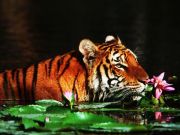 BEST WILDLIFE EXPERIENCE IN SUNDERBANS NATIONAL PARK ( 2 Days/ 1 Night )
