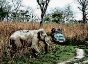 Jim Corbett Tour ( 3 Days/ 2 Nights )