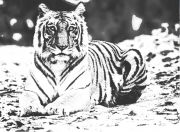 Corbett & Nanital Tour 03 night 4 days ( 4 Days/ 3 Nights )