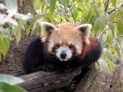 Land of Red Panda Darjeeling ( 8 Days/ 7 Nights )