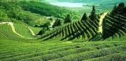 NE Peaceful Serene Darjeeling & Gangtok ( 9 Days/ 8 Nights )