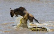 Magical 3 Days 2 Nights Masai Mara Tour Package ( 3 Days/ 2 Nights )