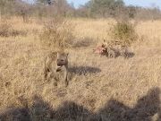 Magical Johannesburg Tour Package from Kruger National Park ( 5 Days/ 4 Nights )