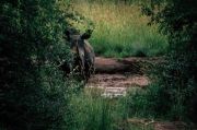 Ecstatic 6 Days 5 Nights Johannesburg and Kruger Holiday Package ( 6 Days/ 5 Nights )