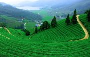 6 Days 5 Nights Cochin to munnar Vacation Package ( 6 Days/ 5 Nights )