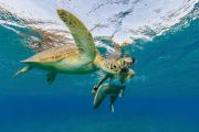 4 Days Mumbai to Male Tour Package by KIZUNA VERTICALS PRIVATE LIMITED ( 4 Days/ 3 Nights )