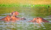 3 days Road Safari Package from Nairobi to Masai Mara ( 3 Days/ 2 Nights )