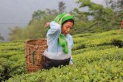 8 Days 7 Nights Gangtok Pelling Darjeeling Famous Tour Package ( 8 Days/ 7 Nights )