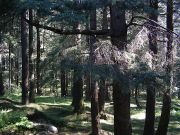 Soulful Manali Shimla By ac Volvo ( 5 Days/ 4 Nights )