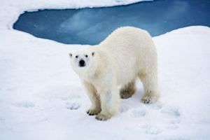 The North Pole Travel Packages